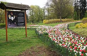 Tulipany będą rządzić Bielanami