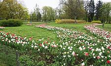 Tulipany będą rządzić Bielanami