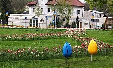 Tulipany będą rządzić Bielanami