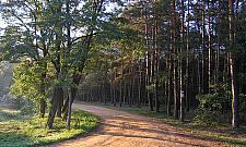 Wróciła linia 800. Idealna na wycieczki do Kampinosu