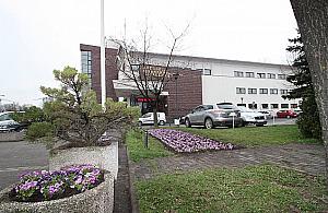 Kwitną bratki przed ratuszem