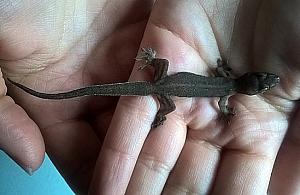 Pasażer na gapę? Raczej specyficzne poczucie humoru