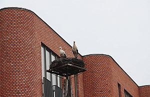 Bociany zamieszkały obok szkoły