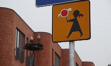 Bociany zamieszka³y obok szko³y