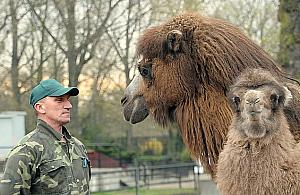 Mamy nowego wielbłąda