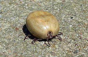 Prawdziwa plaga kleszczy w Lesie Bielańskim