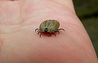 Kleszcze atakują! Nie tylko w Lesie Bemowskim