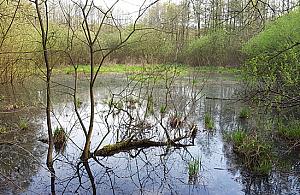 Bajkowe Łosiowe Błota. "Fragment dzikiej przyrody w mieście"