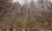 Bajkowe Łosiowe Błota. "Fragment dzikiej przyrody w mieście"