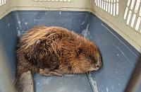 Kto ugodził nożem bobra?