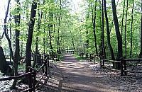 Zakaz wprowadzania psów do Lasu Bielańskiego? "Dozwolony za to ruch samochodów"