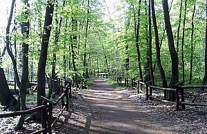 Zakaz wprowadzania psów do Lasu Bielańskiego? "Dozwolony za to ruch samochodów"