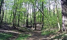 Zakaz wprowadzania psów do Lasu Bielańskiego? "Dozwolony za to ruch samochodów"