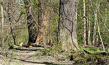 Zakaz wprowadzania psów do Lasu Bielańskiego? "Dozwolony za to ruch samochodów"