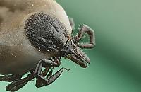 Kleszcze na Białołęce. "Na Tarchominie nic nie działa"