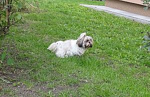 Trują psy na Nowodworach? Policja nic nie wie