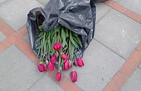 Wszyscy lubią tulipany! Złodziej ogołocił rabaty pod ratuszem