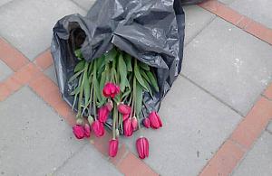 Wszyscy lubią tulipany! Złodziej ogołocił rabaty pod ratuszem