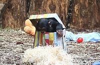 Kto podzieli się zabawką z... szympansem? Trwa zbiórka w ZOO