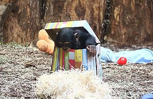 Kto podzieli się zabawką z... szympansem? Trwa zbiórka w ZOO