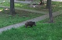 Dzik harcuje między blokami na Magiera