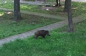 Dzik harcuje między blokami na Magiera