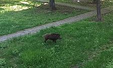 Dzik harcuje między blokami na Magiera