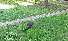Dzik harcuje między blokami na Magiera