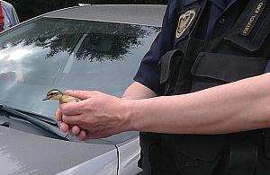 Wielkie zamieszanie z powodu małych kaczek