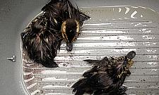 Wielkie zamieszanie z powodu małych kaczek