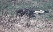 Uwaga, dzik na drodze! Coraz więcej wypadków