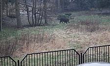 Uwaga, dzik na drodze! Coraz więcej wypadków