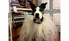 Dzika Historia na Bielanach