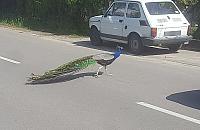 Kolorowy mieszkaniec ulicy Grudzie