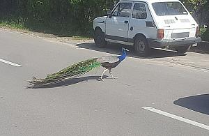 Kolorowy mieszkaniec ulicy Grudzie