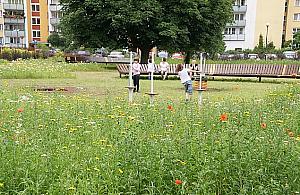 Kwietną łąkę na Chomiczówce zadeptują psy. "Ludzie wolą wybieg niż chwasty"