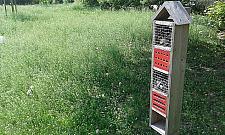 Kwietną łąkę na Chomiczówce zadeptują psy. "Ludzie wolą wybieg niż chwasty"