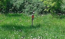 Kwietną łąkę na Chomiczówce zadeptują psy. "Ludzie wolą wybieg niż chwasty"