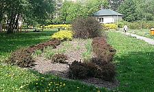 Kwietną łąkę na Chomiczówce zadeptują psy. "Ludzie wolą wybieg niż chwasty"