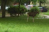 Łoś na Kasprowicza