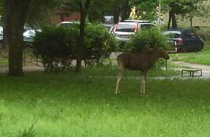 Łoś na Kasprowicza