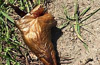 Uważajcie na psy. Trutki w Marysinie Wawerskim