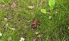 Uważajcie na psy. Trutki w Marysinie Wawerskim