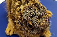 Bajka o kotce i zajączku. Ekopatrol w akcji na Białołęce