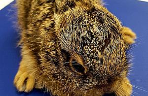 Bajka o kotce i zajączku. Ekopatrol w akcji na Białołęce