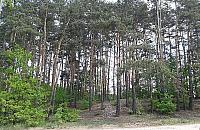 Park Leśny Olesin. "Białołęka zyska niezwykle klimatyczne miejsce"