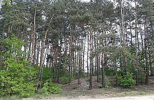 Park Leśny Olesin. "Białołęka zyska niezwykle klimatyczne miejsce"