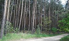 Park Leśny Olesin. "Białołęka zyska niezwykle klimatyczne miejsce"