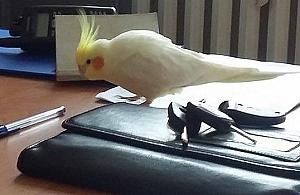 Komu uciekła papuga?