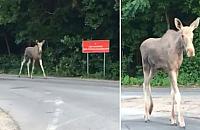 Łoś odwiedził Młociny